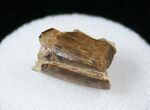 Tyrannosaurid Tooth Fragment - Montana #15210-2